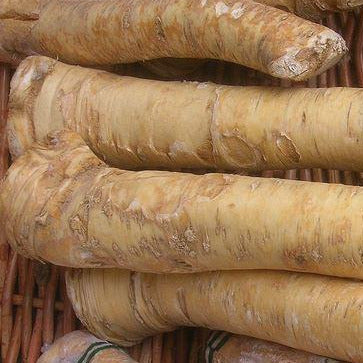 IFH Horseradish root