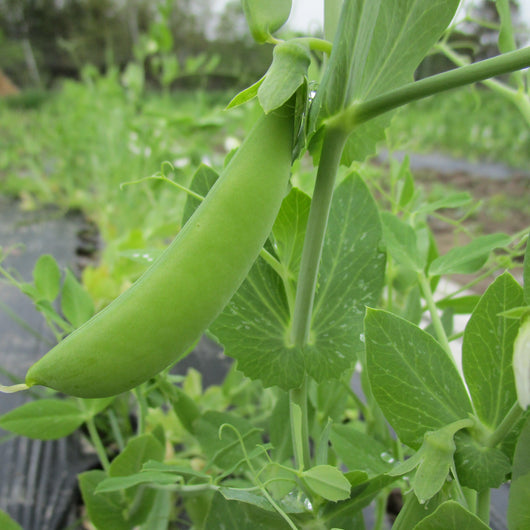 IFH Sugar Snap Peas, various