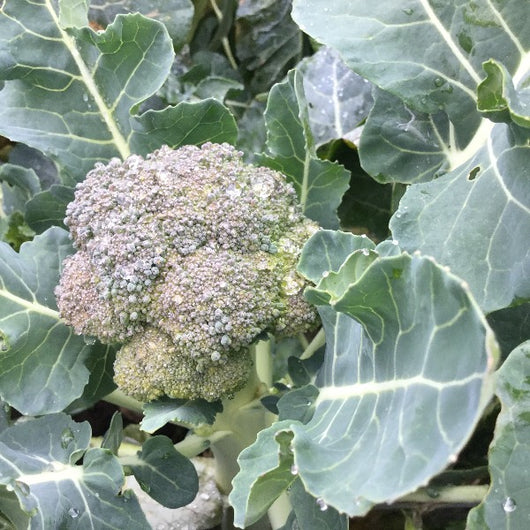 CCP Broccolini, 1 bunch