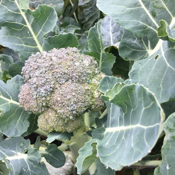CCP Broccolini, 1 bunch