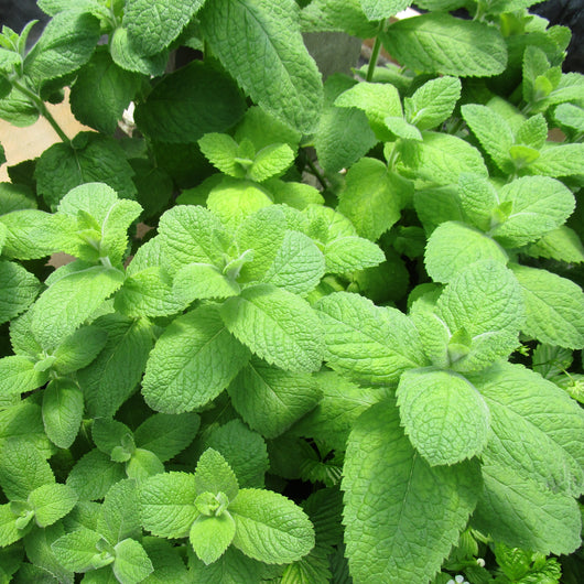 CCP Herbs - Mint, bunched