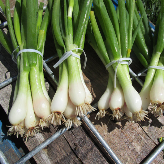 PGF Scallions, bunch