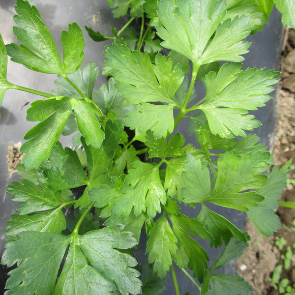 HHHa Herbs - Parsley, 1 bunch