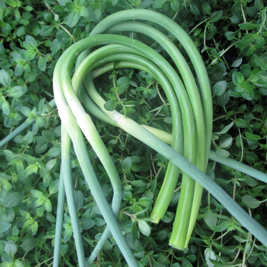 PGF Garlic Scapes, Bunches