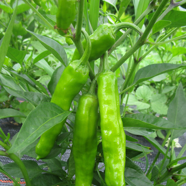 IFH  Peppers, Shishito, SALE!