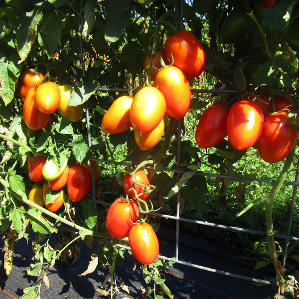 IFH Tomatoes, Roma - 5 lbs