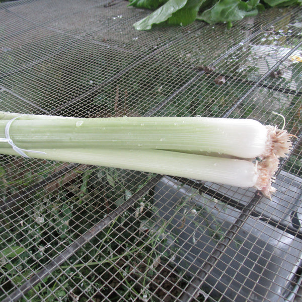 PGF Leeks - bunch