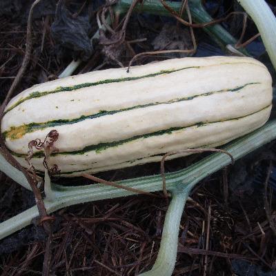 PGF Squash, Delicata, each
