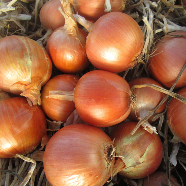 IFH Onions, Yellow Storage, 3lbs