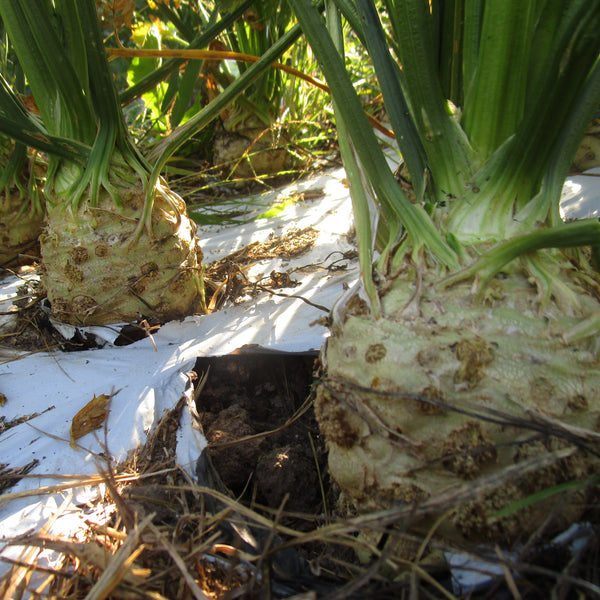 CCP Celeriac, large