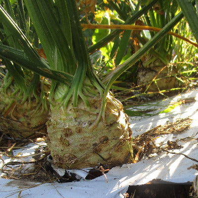 HHHa Celeriac