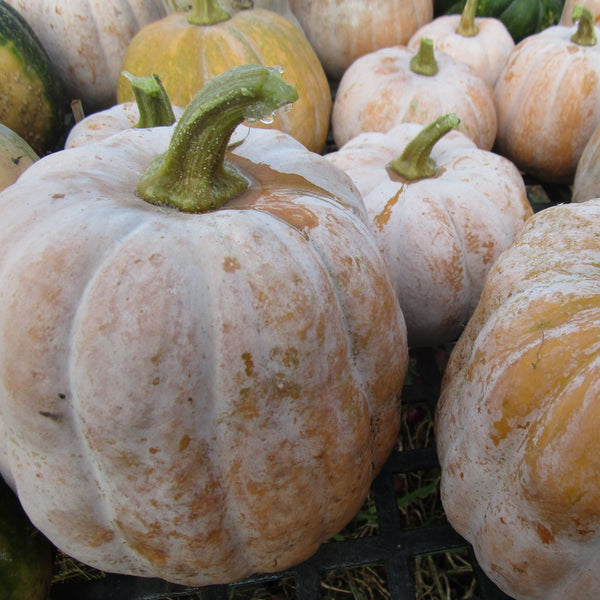 IFH Squash, Autumn Frost