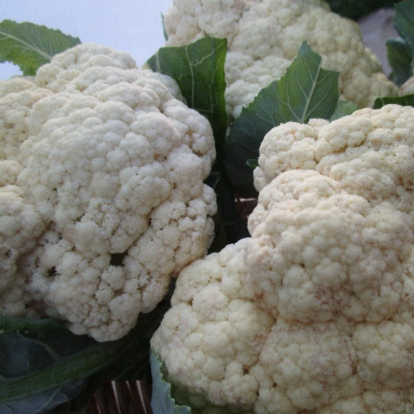IFH - Cauliflower, White, 1 head