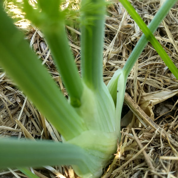 HHHa Fennel