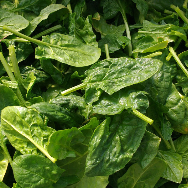 IFH  Spinach, Savoy, 8oz