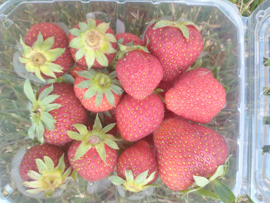 IFH - Organic Strawberries, 1 quart