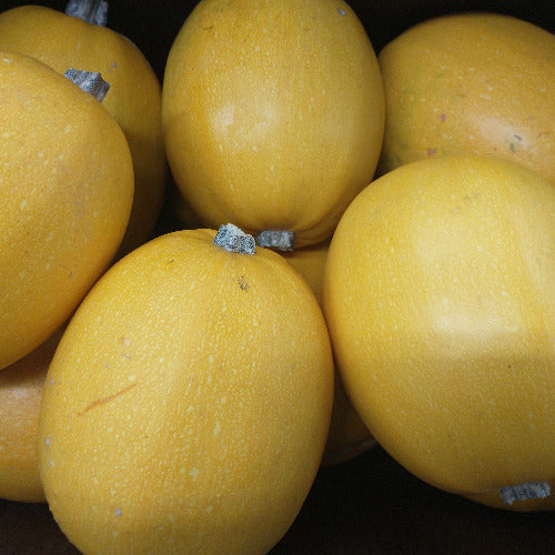 IFH Winter Squash, Spaghetti,