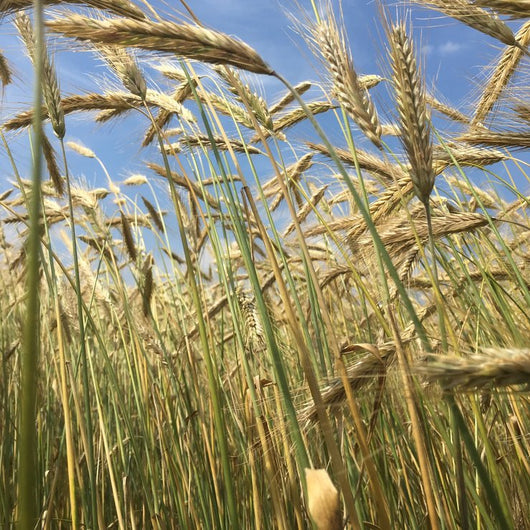 MLO Meadowlark Organics - Grain Shares
