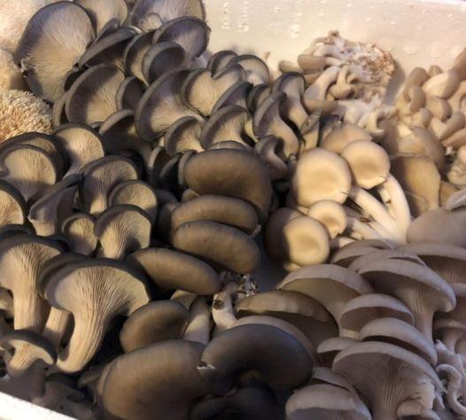 IFH Oyster Mushrooms