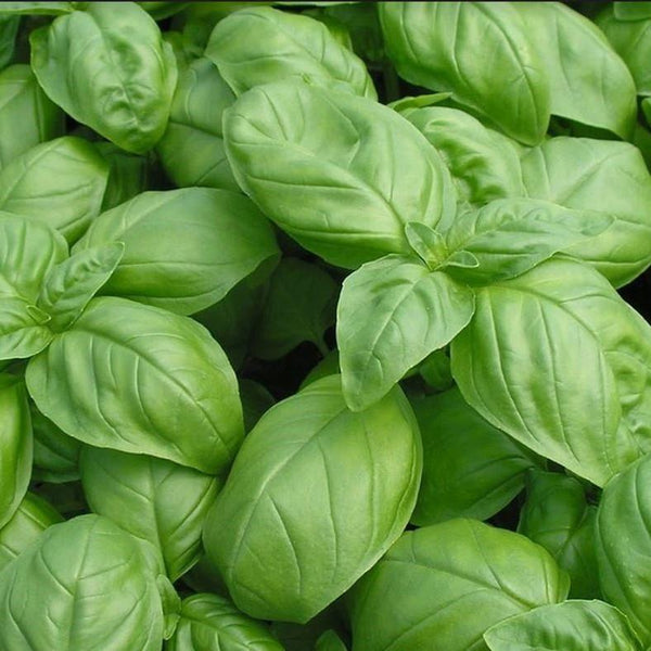 PGF Herbs - Basil, 1# bag