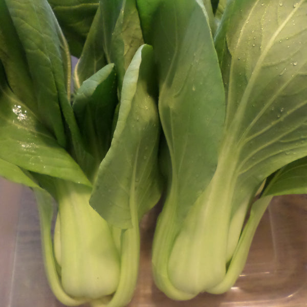 IFH Baby Bok Choy