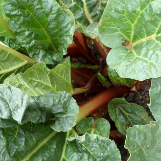 CCP Rhubarb, 1 pound