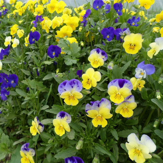 CCP Edible Flowers
