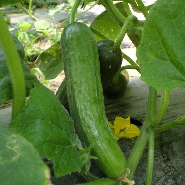 PGF Cucumbers, Slicers - 3 ct.