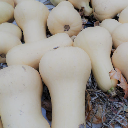 IFH Squash, Butternut