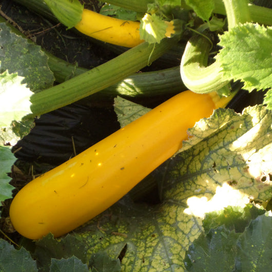 PGF Zucchini Medley, 1 bag