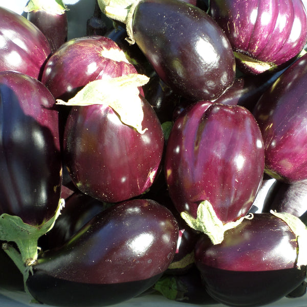 HHHa Eggplant, Each