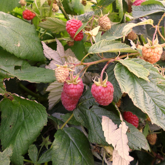 CCP Raspberries, Red - 1/2 pint