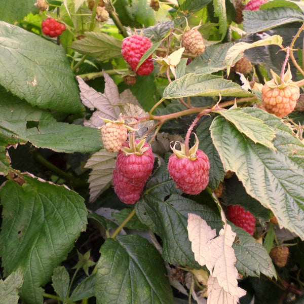 CCP Raspberries, Red - 1/2 pint