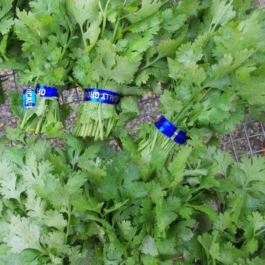 HHHa Herbs - Cilantro, 1 bunch