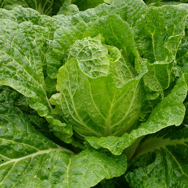 HHHa Cabbage, Napa