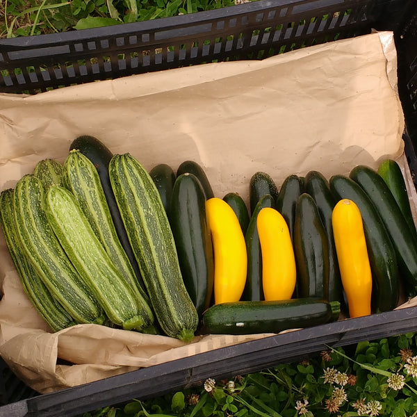 HHHa Zucchini, each