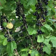 BFF - Blue Fruit Farm Black Currants, Frozen, 5lb, SALE!