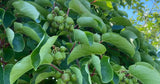 IFH - Hardy Kiwi berries