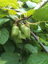 IFH - Hardy Kiwi berries