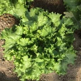 PGF Head Lettuce MINI, soil-grown
