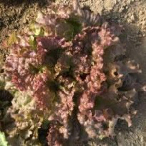 PGF Lettuce, Red variety, 1 head