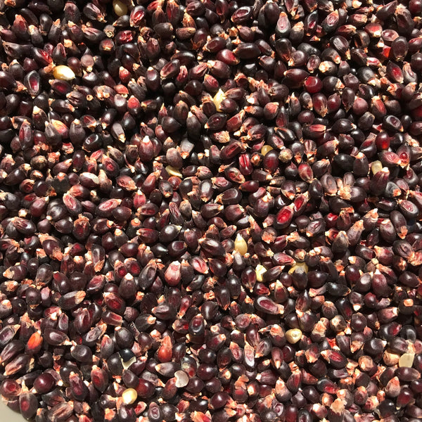 MLO Meadowlark Organics, Dakota Black Popcorn, 1lb
