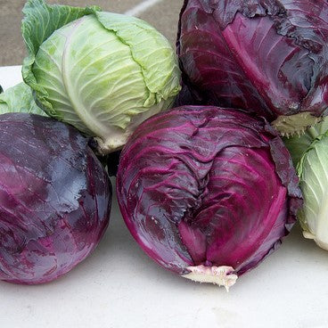 PGF Cabbage, Red, 1 ea