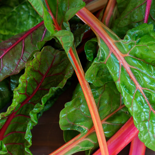 HHHa Chard - bunch