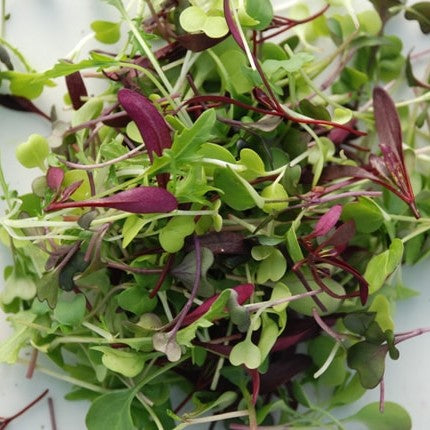 IFH Microgreens, Tiny Greens,