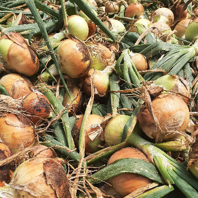 PGF Onions, Yellow, Fresh, 2 lb
